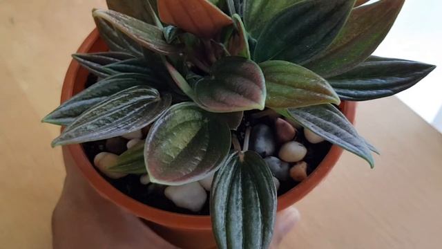 Peperomia Rosso || Care Tips