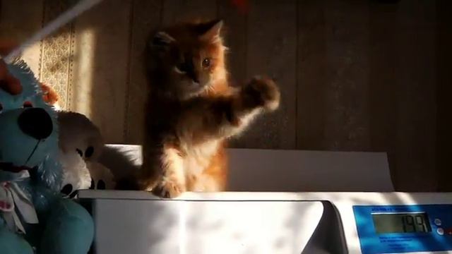 Лирикум Зверский Усачев - красный мраморный котенок мейн-кун около 10 нед смотреть онлайн