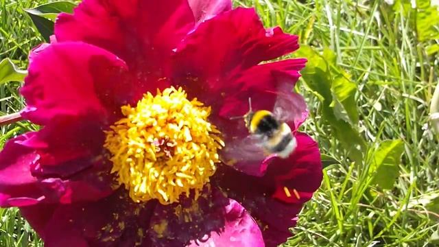 Откорм скота в домашних условиях