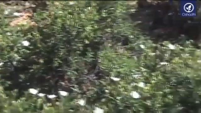 Ладанник (Cistus ladaniferus) | Эфирно-масличный портрет от доктора Мальте Хоццеля смотреть онлайн