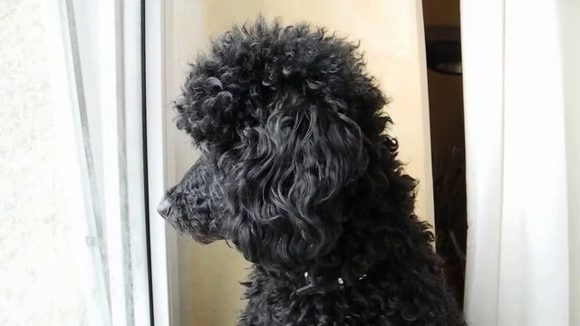 Пудель рычит