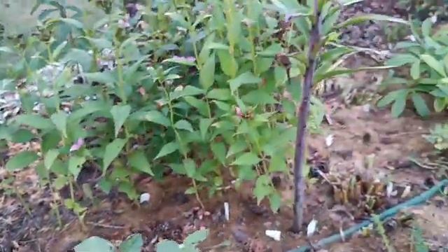 Прогулка по саду! Нюансы в подготовке многолетников к зиме. Отвечаю на ваши вопросы смотреть онлайн