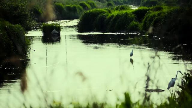 Живые звуки природы. Умиротворение. Природа. смотреть онлайн