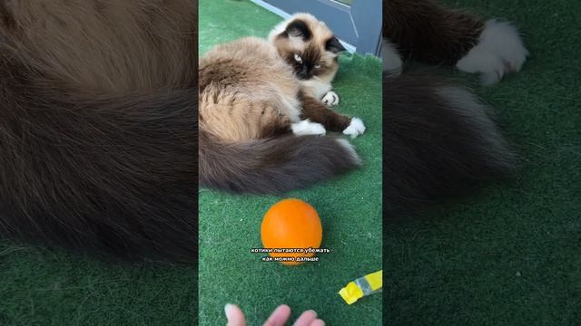 Какие запахи не любят кошки смотреть онлайн