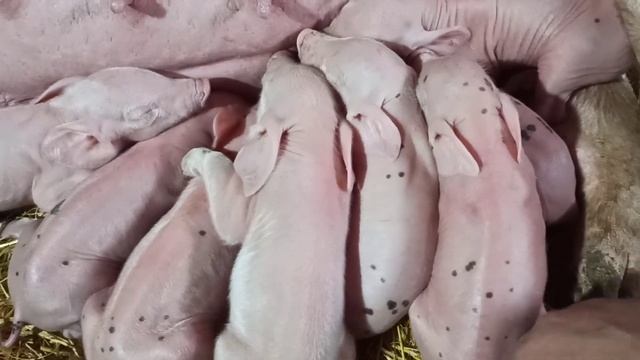 Передаётся ли по наследству характер свиноматок/Агрессивная свиноматка/Как прошёл опорос Ирмы/ смотреть онлайн