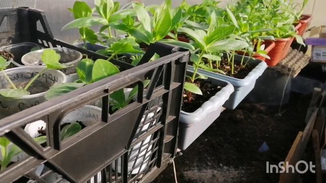 Мой сад-огород на 17.05.23, теплицы и рассада, птичий концерт. ?? смотреть онлайн