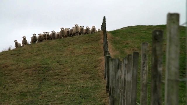 2D Cartoon Animated Sheep | Frolicking With Live Action Sheep смотреть онлайн