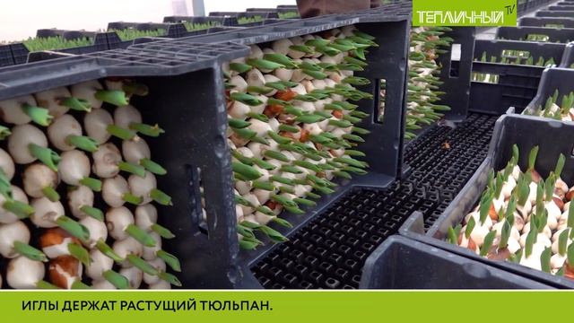 Эксперимент по выращиванию тюльпанов на гидропонике в «Тепличном» удался смотреть онлайн
