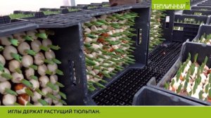 Эксперимент по выращиванию тюльпанов на гидропонике в «Тепличном» удался