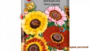Хризантема обыкновенная Килеватая Смесь окрасок ? обзор: как сажать, семена хризантемы