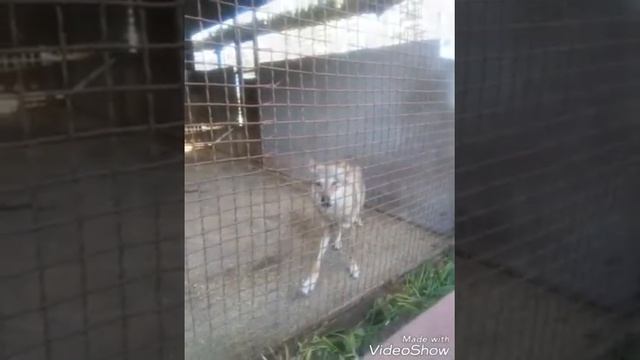 Зоопарк в городе Жлобин Беларусь смотреть онлайн