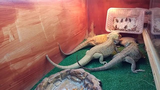 Едим турков