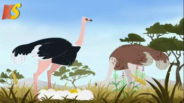 wild kratts - uh oh ostrich - Full episode - HD - kratts series - science and biology смотреть онлайн