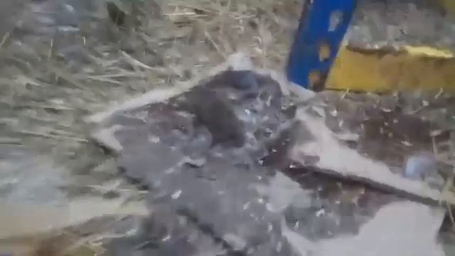 Мышь на клей смотреть онлайн