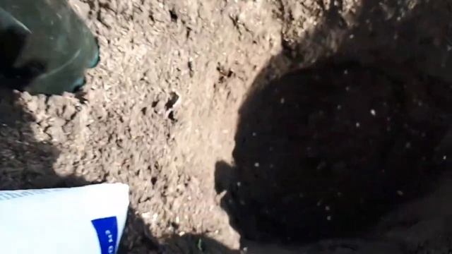 Вот и время пришло о розах рассказать.Посадка. смотреть онлайн