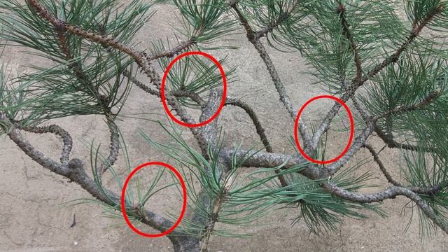 5 lat formowania Niwaki. Jak formować sosnę w ogrodzie. (NIWAKI) смотреть онлайн