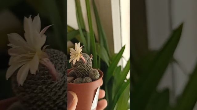 Rebutia Heliosa cv Sunrise Цветение апрель 2022г смотреть онлайн