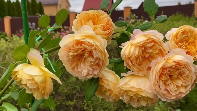 Розы. Результаты экспериментальной обрезки роз. Лучшие перчатки для обрезки роз и кустарников.??? смотреть онлайн