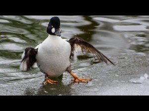 Охота на северных уток. Гоголь, чернять, шилохвость.