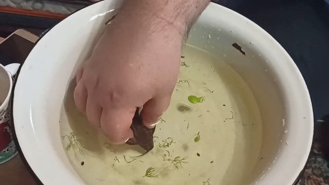 Поющий сомик Платидорас