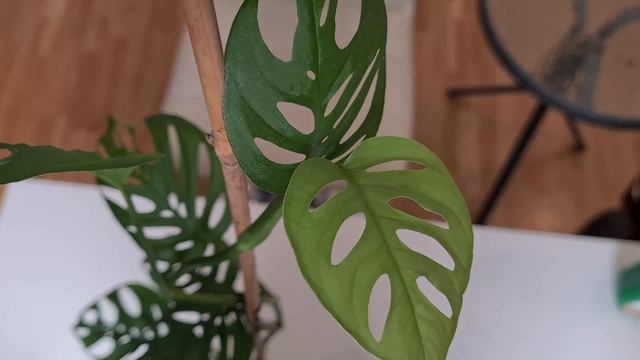 Monstera Adansonii how to keep it happy | Monstera Adansonii propagation | Monstera how to take car смотреть онлайн