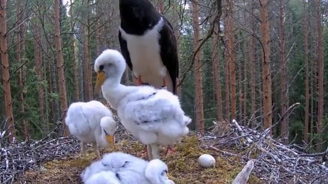 Черный аист . Чем заняты аистята, когда не едят? смотреть онлайн