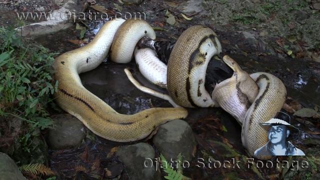 Python Eats Muscovy Duck 01 Stock Footage смотреть онлайн