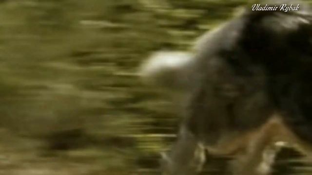 Александр Поручик Волчица смотреть онлайн