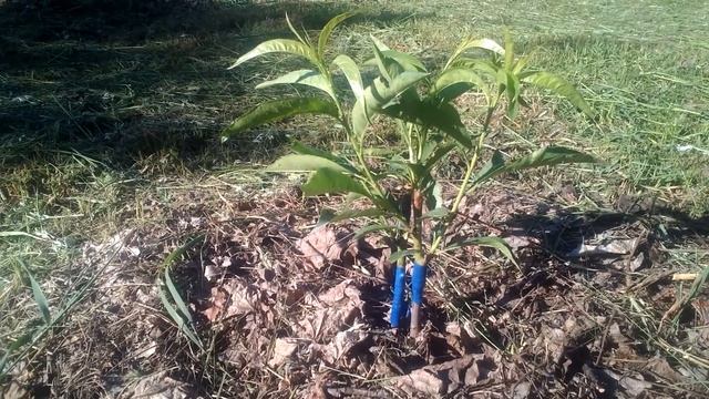 Персик привитый на сливу,спустя 1,5 месяца. смотреть онлайн