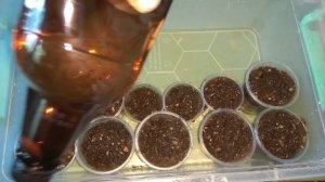 Черешня из косточки...