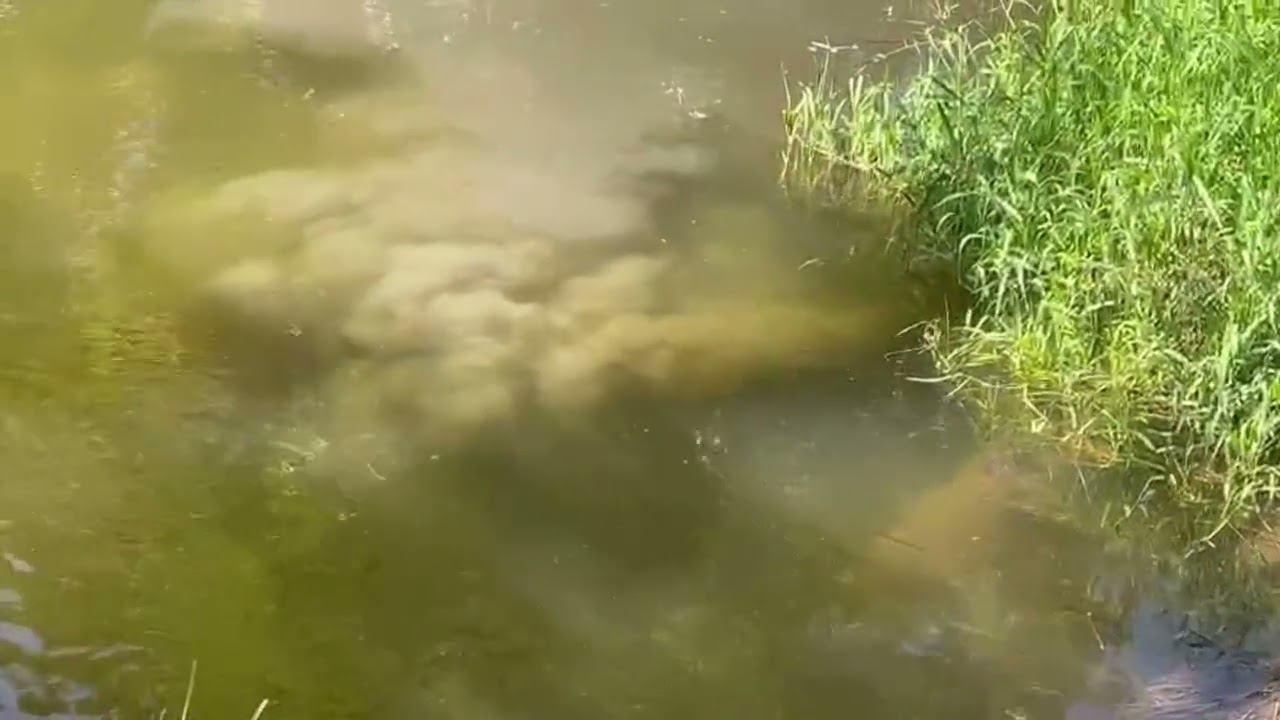 Нечистоты в долине р. Сходня. Куркино.11.07.2024 смотреть онлайн