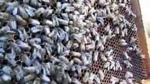 как отыскать пчелиную матку для начинающих