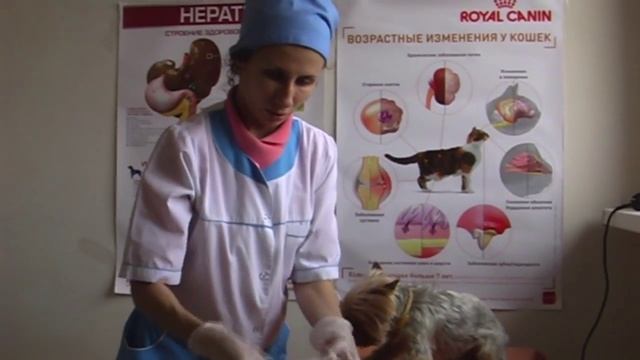 Уход за зубами собаки. Как почистить зубы собаке смотреть онлайн
