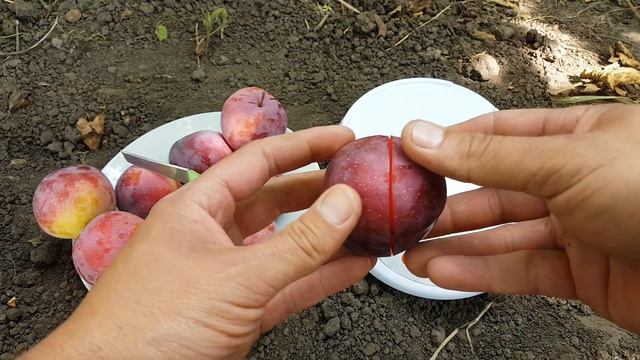 Супер ранний сорт алыча Десертная ранняя смотреть онлайн