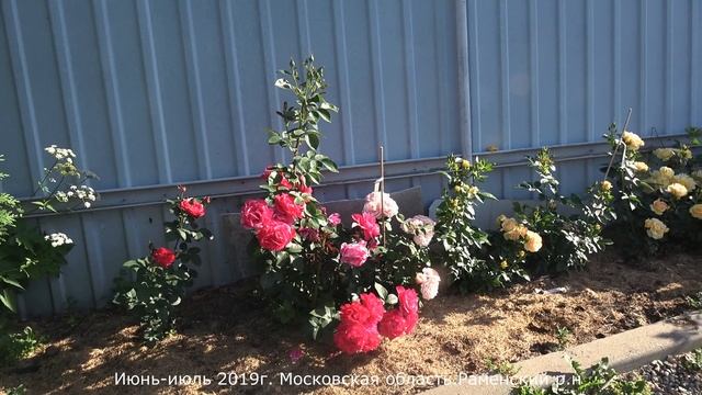 Роза Ги Савой (Парковая) Guy Savoy (Delbard Франция, 2001) смотреть онлайн