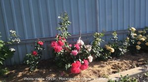 Роза Ги Савой (Парковая) Guy Savoy (Delbard Франция, 2001)