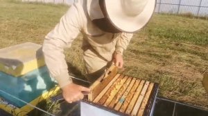 Промышленная пасека России 4000+. Сбор семьи в зиму. Часть 2/5