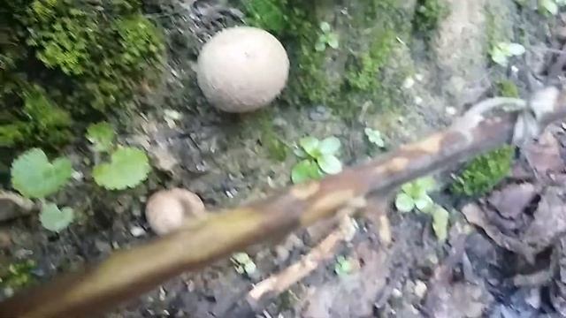 Лесные грибы 4 смотреть онлайн