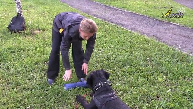 Работа с возбудимой собакой, борьба на игрушке и массаж, дрессировка ризеншнауцера смотреть онлайн