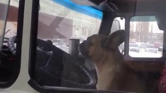 Собака в машине, слушал радио! смотреть онлайн