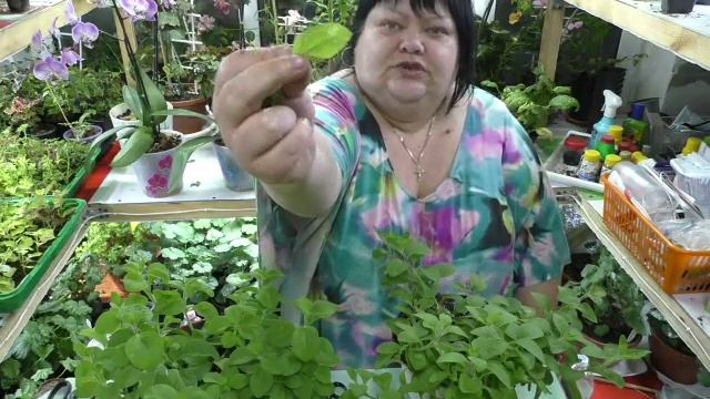 формировка петунии в кашпо смотреть онлайн