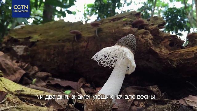 С Новым годом Кролика! смотреть онлайн