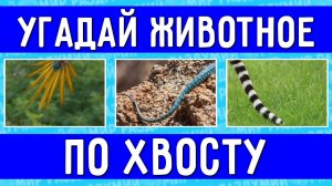 УГАДАЙ ЖИВОТНОЕ ПО ХВОСТУ ЗА 10 СЕКУНД ! ТЕСТ НА ЛОГИКУ ! ГДЕ ЛОГИКА ?