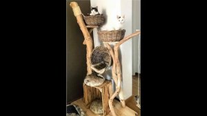 Домики для кошек своими руками / DIY cat houses