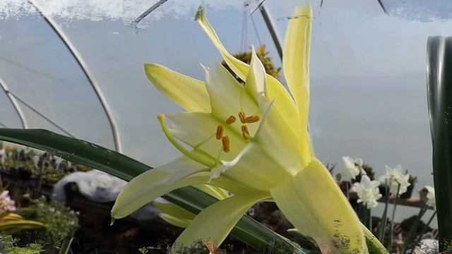 Pamianthe Peruviana цветет!Редкое растение из Южной Америки