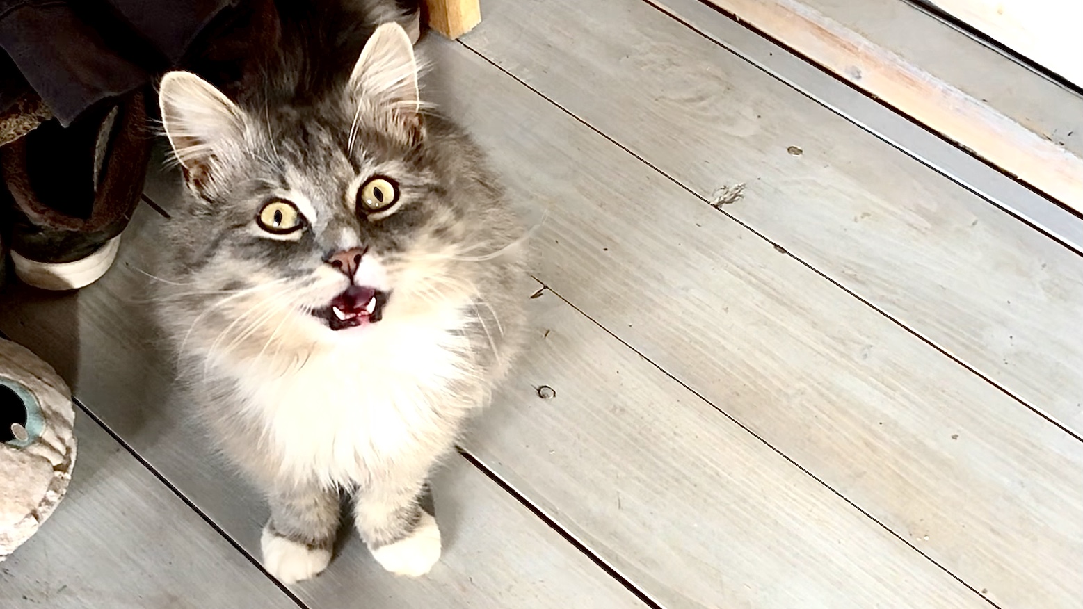 Говорящий кот Ванюша просится гулять и показывает что умеет смотреть онлайн