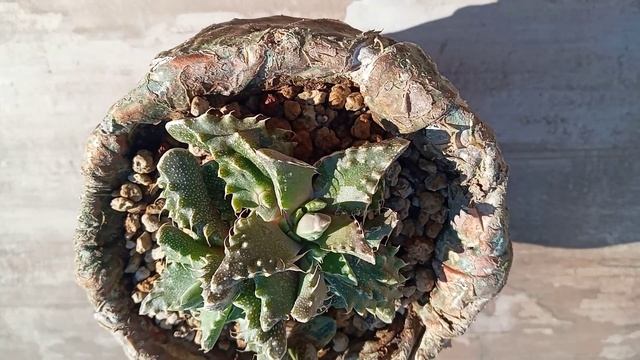 Faucaria Tigrina, tigers jaw смотреть онлайн