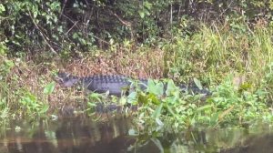 Tallahassee Florida Travel Guide