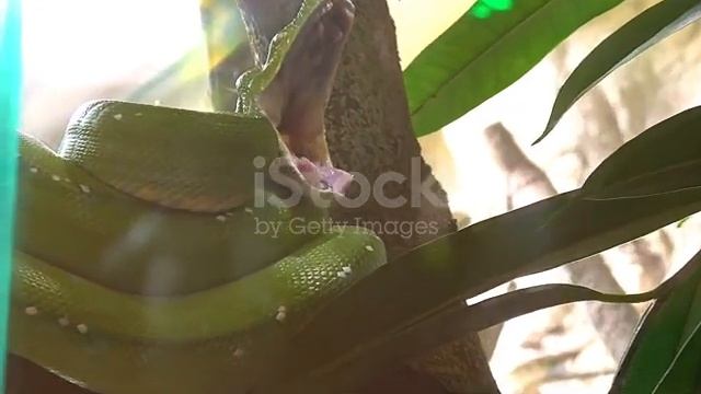 a long python snake ? in a big jungle video смотреть онлайн