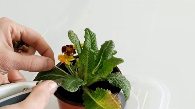 КАК РЕАНИМИРОВАТЬ ПРИМУЛЫ ИЗ МАГАЗИНА ? РЕЦЕПТ ВКУСНОГО ХЛЕБА? смотреть онлайн